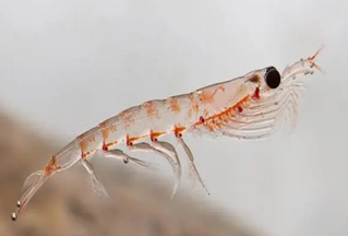 Huile de KRILL SUPERBA 500ml par gélule - Douleurs articulaires - Donne de la vitalité - Réduit la fatigue - 60 gélules pour une cure de 1 mois