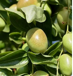 LAVANT 3 en 1 solide - à l' HUILE de JOJOBA - Parfum FLORAL - Corps, Visage et Cheveux - Touts types de peaux 100g