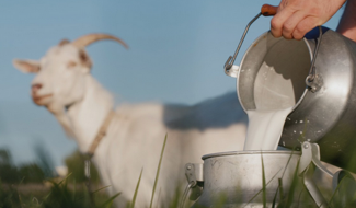 SAVON au Lait de CHÈVRE BIO + Parfum MONOÏ - Toute la famille - 100 g