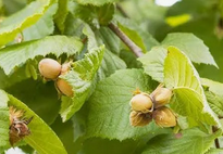 SAVON au Lait de CHÈVRE BIO + Huile de NOISETTES - PEAUX GRASSES - Sans parfum - Toute la famille - 100 g SAVON au Lait de CHÈVRE BIO + Huile de NOISETTES - PEAUX GRASSES - Sans parfum - Toute la famille - 100 g