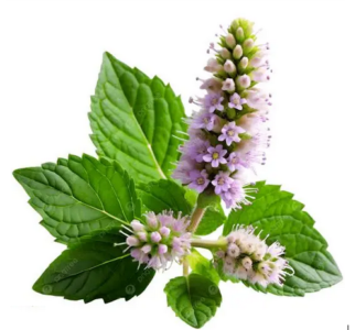 Savon au Lait D’ÂNESSE BIO + Parfum PATCHOULI - Tous types de peaux - 100 g